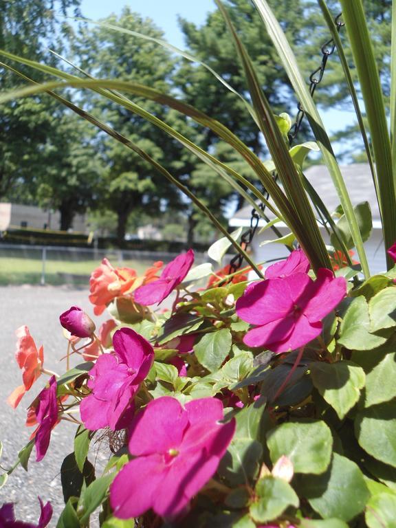 Motel Flower Field And Cottages 3*